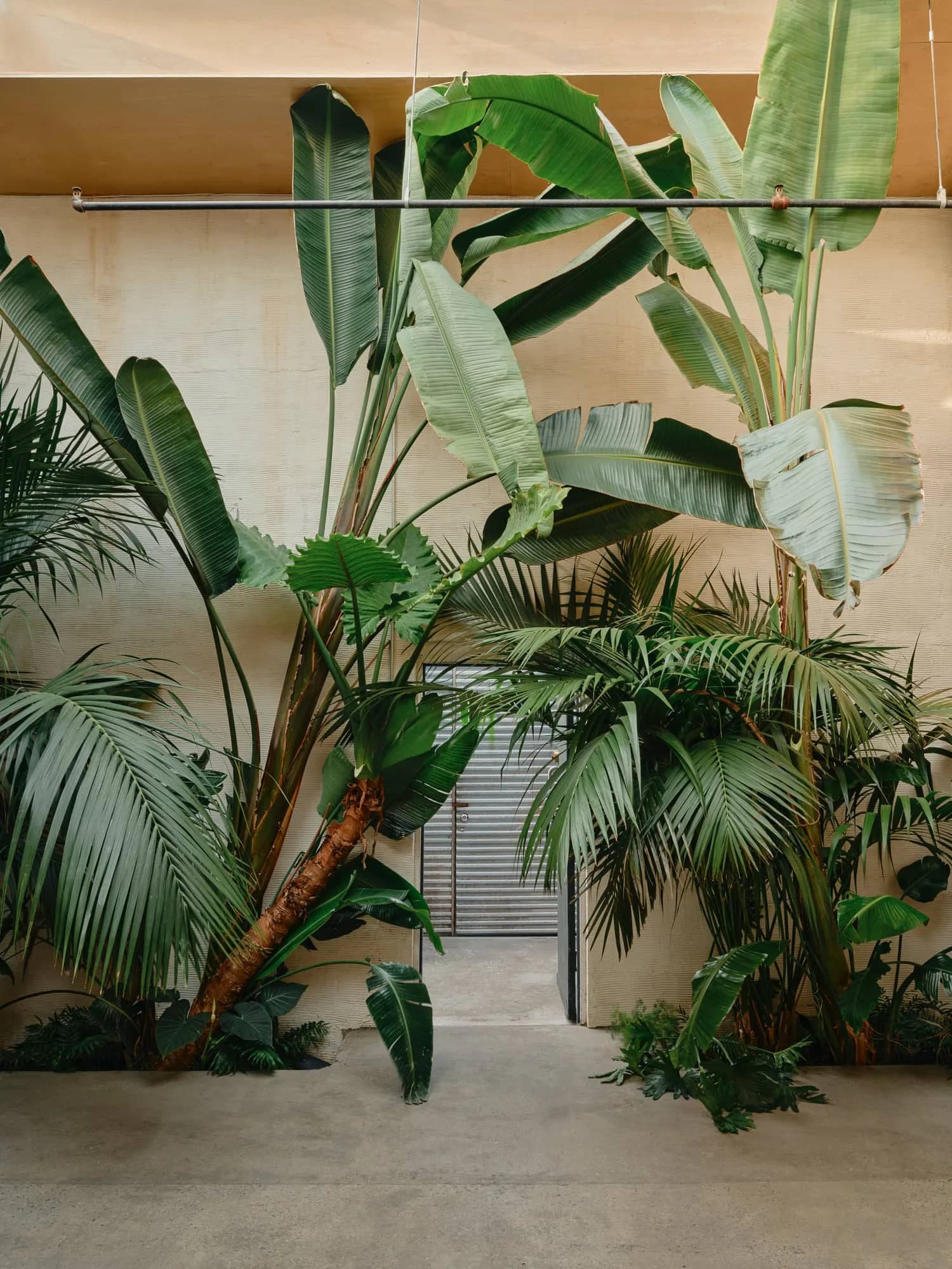 Daylight Studio tropical plants